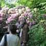 Rhododendron Impressionen